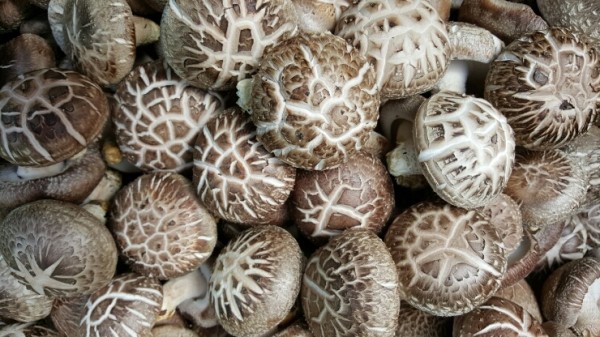 생 표고버섯:참나무 원목에서 맑은공기, 이슬과 정성으로 키우고 햇볕과 바람에 말려 맛이 깊고 향이 좋습니다.